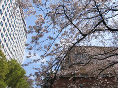 上智大学