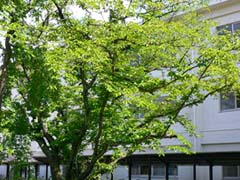 奈良女子大学