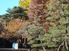 美丽的一桥大学