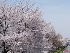 早稻田大学